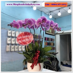 Hoa Tươi Tặng Khai Trương - OK63